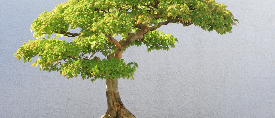 bonsai_vystava_jaro.jpg