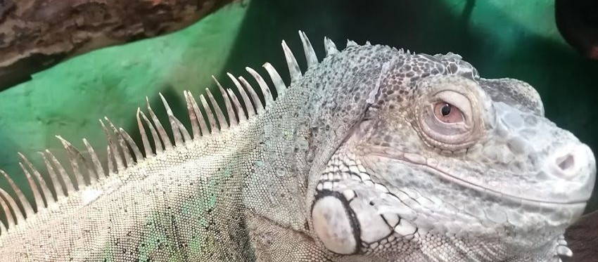 leguan.jpg