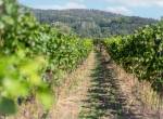 vinobrani-14.jpg